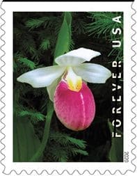 Wild Orchids (Roll Of 10,000)